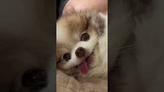 Cute Pomeranian Dog LOVES his back scratches 😍😍😍 shorts cute cutedog puppy 2024 [upl. by Teeter]