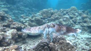 Giant cuttlefish Fighting Mating and Egg laying [upl. by Ylam]