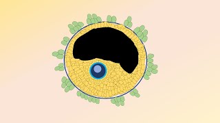 Ovarian follicles  from fetal life to menopause [upl. by Cort414]