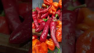 Preserving Garden Peppers Dehydrating [upl. by Bamford]