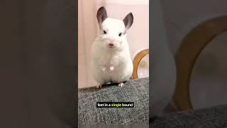 Chinchilla Facts and Information😱😱 shorts chinchilla chinchillalove [upl. by Skardol]