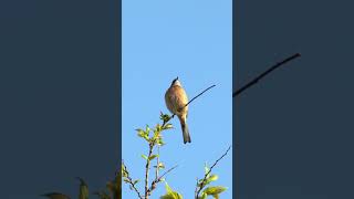 Singing nightingale  The best bird song  shorts birds youtubeshorts viral viralvideo [upl. by Nador758]