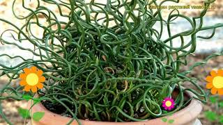 Ситник нитевидный Спиралис Краткий обзор описание характеристик juncus filiformis Spiralis [upl. by Arinayed638]