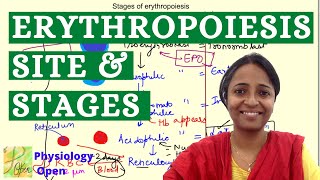 Sites and stages of erythropoiesis  Blood Physiology  Hematology  MBBS 1st year lecture [upl. by Anitserp114]