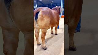 Masha Allah Big Brahma cow🐂👌cow animals youtubeshorts shorts viral [upl. by Anad]