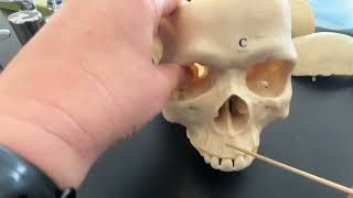 Skull Facial Bones and Fetal Skull Structures [upl. by Esadnac]