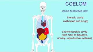 COELOMATE ANATOMICAL FEATURES [upl. by Torrlow938]