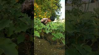 Removed weeds and irrigated the brinjal plants nature farming brinjal shorts [upl. by Wilda935]