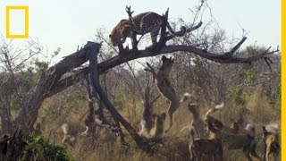 Enemigos ETERNOS Licaones acorralan a un LEOPARDO  National Geographic en Español [upl. by Adnohsor467]