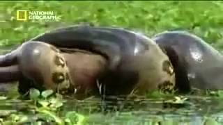 La anaconda mas grande del amanazonas  Documentales de Anancondas en español [upl. by Avehsile]