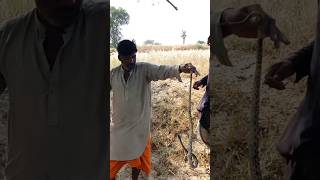 🐍Non Venomous Snake Catching in the Forestjogicobraanimals wildlifesnakeshorts [upl. by Anires774]