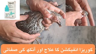 Chicken Eye Problems  Coryza in Poultry  Clean Chicken Eye and Treatment  PoultryFarming at Home [upl. by Suiddaht871]