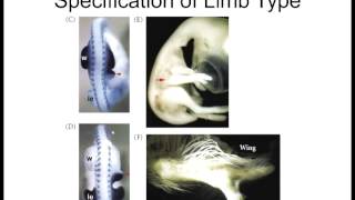 Lecture 9 Apical Ectodermal Ridge [upl. by Aisat]