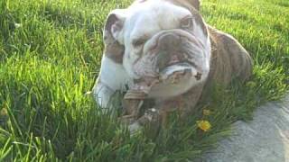 Gary the Bulldog  slobbering and chewing on bone [upl. by Jezabelle]