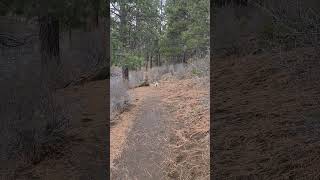 Dog Running along the Deschutes River Trail in Bend Oregon [upl. by Austen]