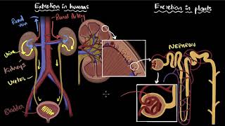 Excretion in humans and plants  Life processes  Class 10 Biology  Khan Academy [upl. by Wulfe]