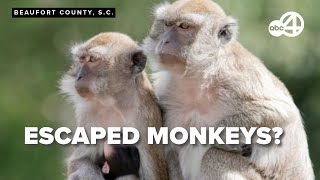 43 monkeys escaped from the Alpha Genesis Primate Research Center [upl. by Lesh776]