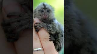 Introducing the Marmoset Small Agile and Social Monkeys [upl. by Bathelda]