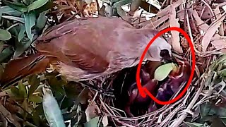 Yellowvented bulbul Birds try to feed babybirds baby [upl. by Branham]