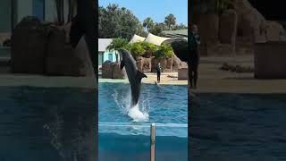 Live from SeaWorld Orlando Florida  Dolphin Adventures [upl. by Fedora430]