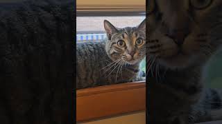 phoebe the cat window sill chillin from above head security [upl. by Colbye]