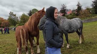 Beautiful Horses on Fair Ground at Ballinasloe Horse Fair [upl. by Rosenberg]