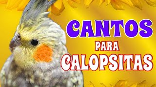 Canto de Calopsita calopsitas calopsita [upl. by Ahsieuqal]