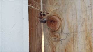 Feeding a Noble False Widow Spider Steatoda nobilis  in HD 1080p [upl. by Ulises316]