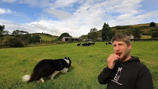 Crazy border collie sheepdog learns Whistle commands [upl. by Nance828]