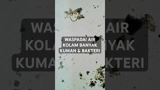 Kehidupan lain di dalam kolam selain ikan Apa ya [upl. by Ngo979]