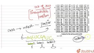 a How many codons code for amino acids and how many are unable to do so  b Why are codes said [upl. by Derby2]