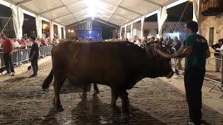 ZAMUDIO ARRASTRE DE BUEYES  Feria “ son 3 Parejas de BUEYES  Solo grabe 2  los Primeros [upl. by Parthenia]