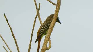 37 06 Sulphur bellied Flycatcher [upl. by Notsnhoj765]