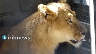 Artificial insemination AI by laparotomy African lion in sari zoo iran [upl. by Ahsikat615]