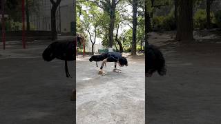 planche phonk calisthenics [upl. by Ammann]