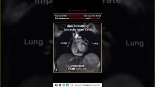 How Breathing Impacts Heart Function The Science Behind Cardiac Preload  Andrew Huberman Explains [upl. by Neelyad122]