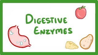 GCSE Biology  Digestive Enzymes 17 [upl. by Seumas]