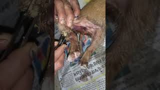 maggots on ten days small puppytry to save him [upl. by Silrac]