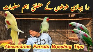 Raw Parrots complete information Alexandrine Parrots Breeding GuideBasic Informationbig bird [upl. by Dnivra]