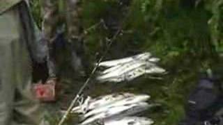 Kustatan River Salmon Fishing [upl. by Meredith492]