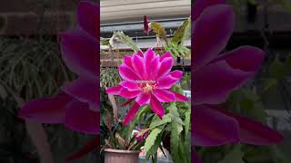 The blooming beauty♥️ gardenlover cactuslover succulentslover epiphyllum blooming [upl. by Etienne252]