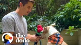 Antoni Porowski Goes On A Dodo Dream Date With An Adorable Pittie  The Dodo [upl. by Enamrahs]