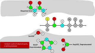 Serine Protease Mechanism [upl. by Fred582]