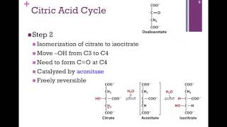 101TCA Steps 14 [upl. by Epolulot241]