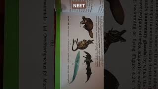 animalkingdom Some mammals a Ornithorhynchus b Macropus c Pteropus d Balaenoptera neet [upl. by Par219]