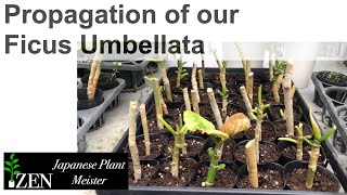 Propagation of our Ficus Umbellata by Japanese Plant Meister [upl. by Dorina]