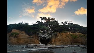 Photographing the Tree of Life  Kalaloch Beach  Olympic National Park [upl. by Omidyar]