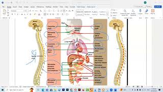 lec 1 autonomic nervous system [upl. by Artinahs]