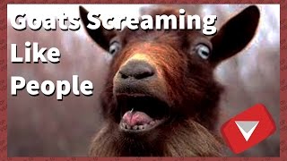 goats screaming like humans funny TOP 10 VIDEOS [upl. by Lerrad357]