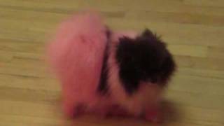 Boo the Pink Pomeranian [upl. by Dilaw]